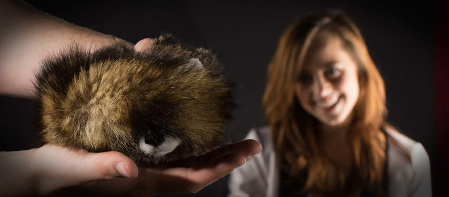 Charming Reality Raccoon spring animal with a lifelike face and dynamic spring body, perfect for magical performances.