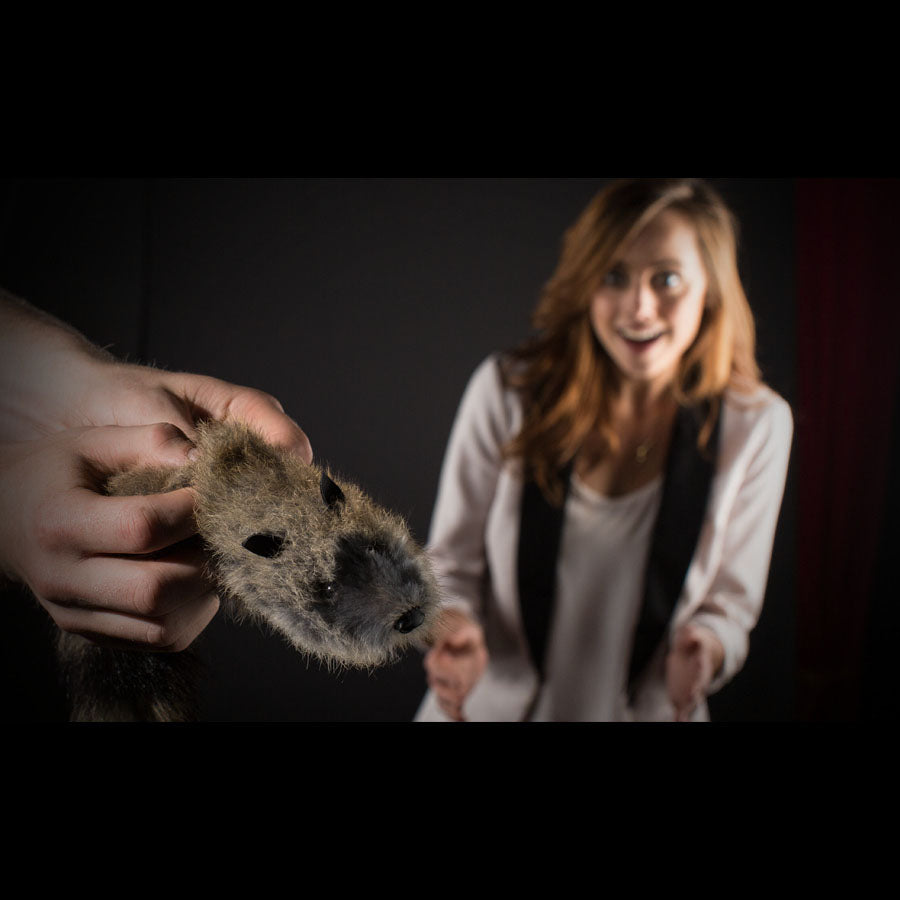 Ad Adorable Junior Robbie Raccoon puppet with a playful expression, perfect for interactive fun and learning tricks.