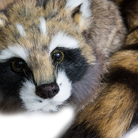 Charming Reality Raccoon spring animal with a lifelike face and bouncy spring body, perfect for magical performances.